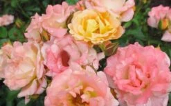 Peach Drift Groundcover Rose - 3 Gallon Pot -Garden Plants Rose Drift Peach