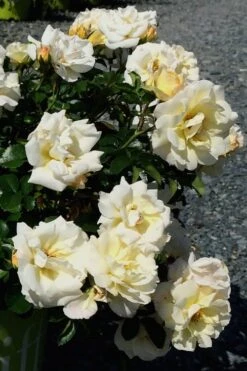 Popcorn Drift Groundcover Rose - 2 Gallon Pot -Garden Plants Rose Drift Popcorn 10 1