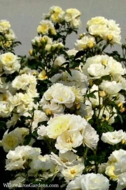 Popcorn Drift Groundcover Rose - 2 Gallon Pot -Garden Plants Rose Drift Popcorn 16 1