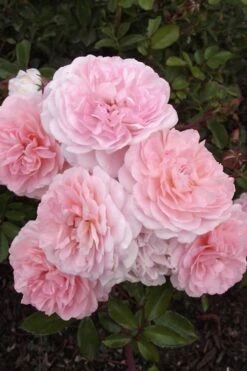 Sweet Drift Groundcover Rose - 1 Gallon Pot -Garden Plants Rose Drift Sweet 20 1