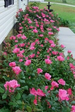 Swamp Rose (Rosa Palustris) - 3 Pack Of 1.5 Quart Pots -Garden Plants Rose Knock Out Pink 9