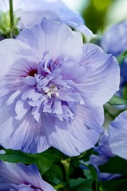 Blue Chiffon Rose Of Sharon - 2 Gallon Pot -Garden Plants Rose Of Sharon Blue Chiffon 10