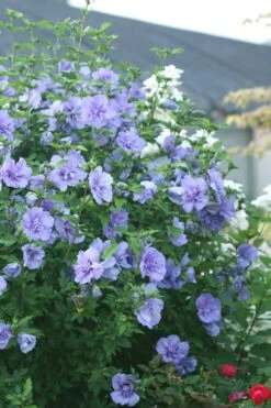 Blue Chiffon Rose Of Sharon - 2 Gallon Pot -Garden Plants Rose Of Sharon Blue Chiffon 5