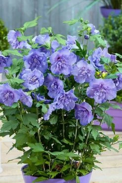 Blue Chiffon Rose Of Sharon - 2 Gallon Pot -Garden Plants Rose Of Sharon BlueChiffon 6