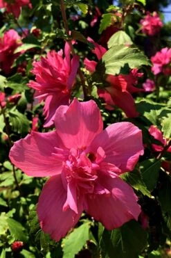 Lucy Rose Of Sharon (Single Trunk Tree) - 7 Gallon Pot (3-4') -Garden Plants Rose Of Sharon Lucy 13 2