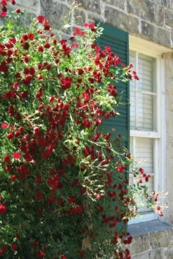 Red Cascade Miniature Climbing Rose - 1 Gallon Pot -Garden Plants Rose Red Cascade 10