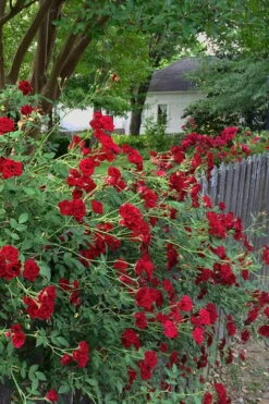 Red Cascade Miniature Climbing Rose - 1 Gallon Pot -Garden Plants Rose Red Cascade 11