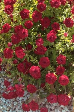 Red Cascade Miniature Climbing Rose - 1 Gallon Pot -Garden Plants Rose Red Cascade 12