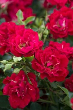 Red Drift Groundcover Rose - 3 Gallon Pot -Garden Plants Rose Red Drift BS
