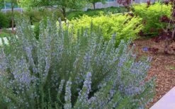 Arp Rosemary - 1 Gallon Pot 9 Arp Rosemary - 1 Gallon Pot -Garden Plants Rosemary Arp Blooming 2