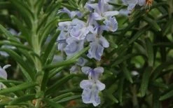 Arp Rosemary Pyramid Form - 2 Gallon Pot -Garden Plants Rosemary Arp Closeup 2 2