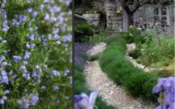 Chef's Choice Rosemary - 1 Gallon Pot -Garden Plants Rosemary Chefs Choice 2