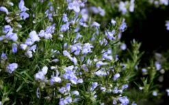 Chef's Choice Rosemary - 1 Gallon Pot -Garden Plants Rosemary Chefs Choice Flowers