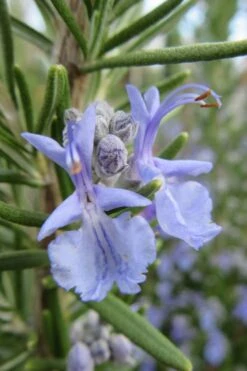 Prostrate Creeping Rosemary - 6 Pack Of Pint Pots -Garden Plants Rosemary Prostrate 17