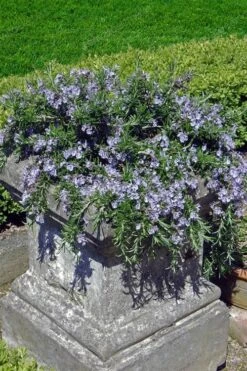 Prostrate Creeping Rosemary - 1 Gallon Pot -Garden Plants Rosemary Prostrate 18 1