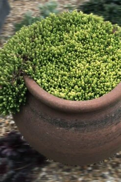 Gold Moss Sedum - 10 Pack Of 4" Pint Pots -Garden Plants Sedum Acre Gold Moss 5
