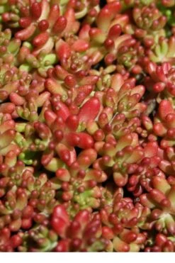 Coral Carpet Sedum Album - 10 Count Flat Of Quart Pots -Garden Plants Sedum Album Coral Carpet 1