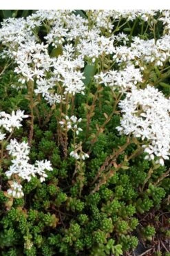 Coral Carpet Sedum Album - 10 Count Flat Of Quart Pots -Garden Plants Sedum Album Coral Carpet 2