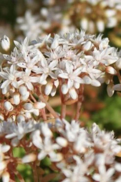 Coral Carpet Sedum Album - 10 Count Flat Of Quart Pots -Garden Plants Sedum Album Coral Carpet 4