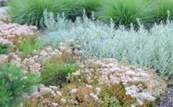 Coral Carpet Sedum Album - 10 Count Flat Of Quart Pots -Garden Plants Sedum Album Coral Carpet 5