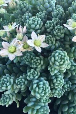 Blue Tears Sedum (Corsican Stonecrop) - 10 Pack Of Pint Pots -Garden Plants Sedum Dasphyllum Major Blue Tears 1