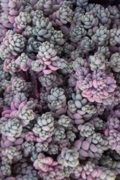 Blue Tears Sedum (Corsican Stonecrop) - 10 Pack Of Pint Pots -Garden Plants Sedum Dasphyllum Major Blue Tears 4
