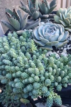 Blue Tears Sedum (Corsican Stonecrop) - 10 Pack Of Pint Pots -Garden Plants Sedum Dasphyllum Major Blue Tears 6