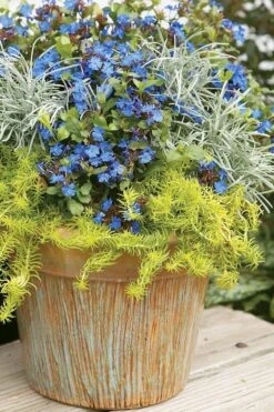 Angelina Sedum - 5 Pack Of 4" Pots -Garden Plants Sedum Rupestre Angelina 1