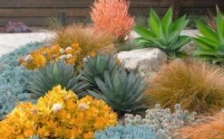 Angelina Sedum - 5 Pack Of 4" Pots -Garden Plants Sedum Rupestre Angelina 10