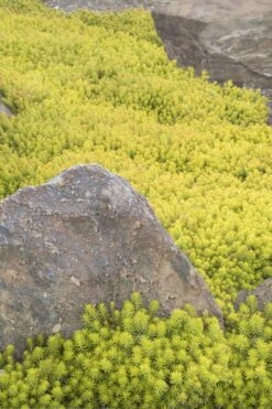 Angelina Sedum - 5 Pack Of 4" Pots -Garden Plants Sedum Rupestre Angelina 3
