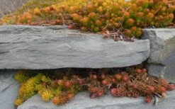 Angelina Sedum - 10 Count Flat Of 4" Pots -Garden Plants Sedum Rupestre Angelina 5 1