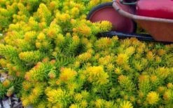 Angelina Sedum - 10 Count Flat Of 4" Pots -Garden Plants Sedum Rupestre Angelina 6 1