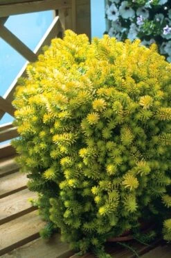 Angelina Sedum - 10 Count Flat Of 4" Pots -Garden Plants Sedum Rupestre Angelina 8 1