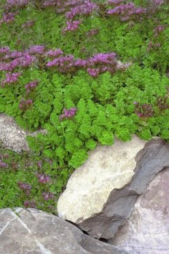 John Creech Sedum - 10 Count Flat Of 4" Pots -Garden Plants Sedum Spurium John Creech 1