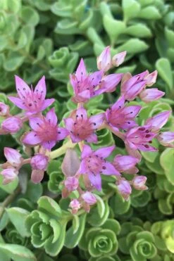 John Creech Sedum - 10 Count Flat Of 4" Pots -Garden Plants Sedum Spurium John Creech 3