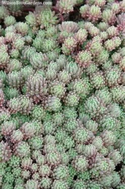 Tiny Buttons Sedum Hispanicum - 10 Pack Of Pint Pots -Garden Plants Sedum hispanicum minus tiny buttons 3