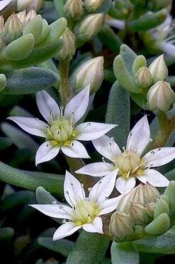 Tiny Buttons Sedum Hispanicum - 10 Pack Of Pint Pots -Garden Plants Sedum hispanicum minus tiny buttons 4