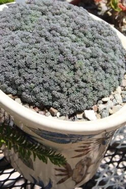 Tiny Buttons Sedum Hispanicum - 10 Pack Of Pint Pots -Garden Plants Sedum hispanicum minus tiny buttons 6