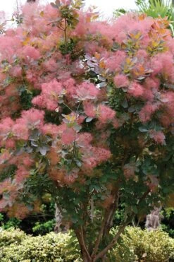 Grace Pink Flowering Smoke Tree - 3 Gallon Pot 14 Grace Pink Flowering Smoke Tree - 3 Gallon Pot -Garden Plants Smoketree Grace 1