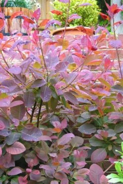 Grace Pink Flowering Smoke Tree - 3 Gallon Pot 15 Grace Pink Flowering Smoke Tree - 3 Gallon Pot -Garden Plants Smoketree Grace 3