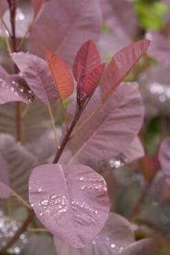 Grace Pink Flowering Smoke Tree - 3 Gallon Pot 12 Grace Pink Flowering Smoke Tree - 3 Gallon Pot -Garden Plants Smoketree Grace 4
