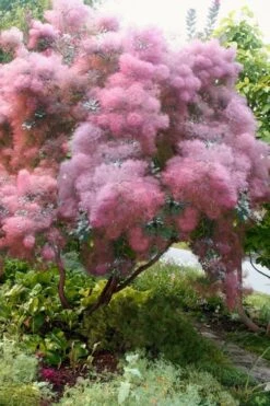 Grace Pink Flowering Smoke Tree - 3 Gallon Pot 11 Grace Pink Flowering Smoke Tree - 3 Gallon Pot -Garden Plants Smoketree Grace 9