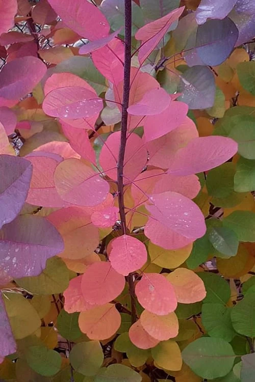Grace Pink Flowering Smoke Tree - 3 Gallon Pot 6 Grace Pink Flowering Smoke Tree - 3 Gallon Pot - Image 6