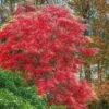 Sourwood Tree - Oxydendrum Arboreum - 3 Gallon Pot