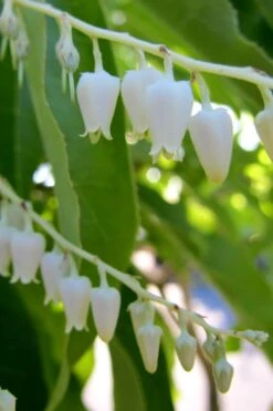 Sourwood Tree - Oxydendrum Arboreum - 3 Gallon Pot 12 Sourwood Tree - Oxydendrum Arboreum - 3 Gallon Pot -Garden Plants Sourwood Tree 18