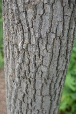 Sourwood Tree - Oxydendrum Arboreum - 3 Gallon Pot 15 Sourwood Tree - Oxydendrum Arboreum - 3 Gallon Pot -Garden Plants Sourwood Tree 20