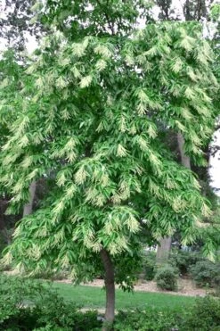 Sourwood Tree - Oxydendrum Arboreum - 3 Gallon Pot 13 Sourwood Tree - Oxydendrum Arboreum - 3 Gallon Pot -Garden Plants Sourwood Tree 22