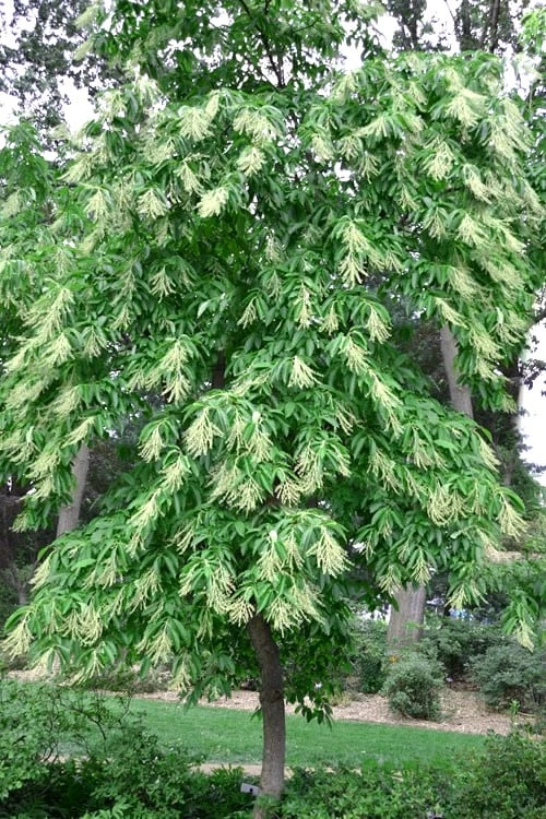 Sourwood Tree - Oxydendrum Arboreum - 3 Gallon Pot 6 Sourwood Tree - Oxydendrum Arboreum - 3 Gallon Pot - Image 6