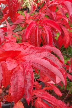 Sourwood Tree - Oxydendrum Arboreum - 3 Gallon Pot 11 Sourwood Tree - Oxydendrum Arboreum - 3 Gallon Pot -Garden Plants Sourwood Tree 6