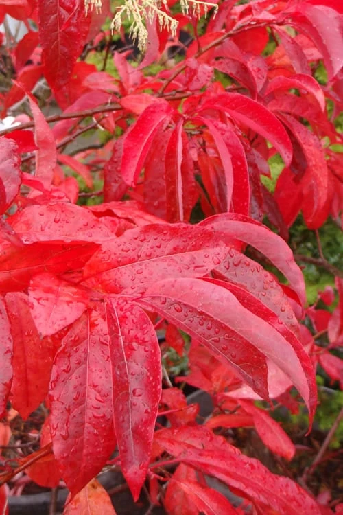 Sourwood Tree - Oxydendrum Arboreum - 3 Gallon Pot 4 Sourwood Tree - Oxydendrum Arboreum - 3 Gallon Pot - Image 4